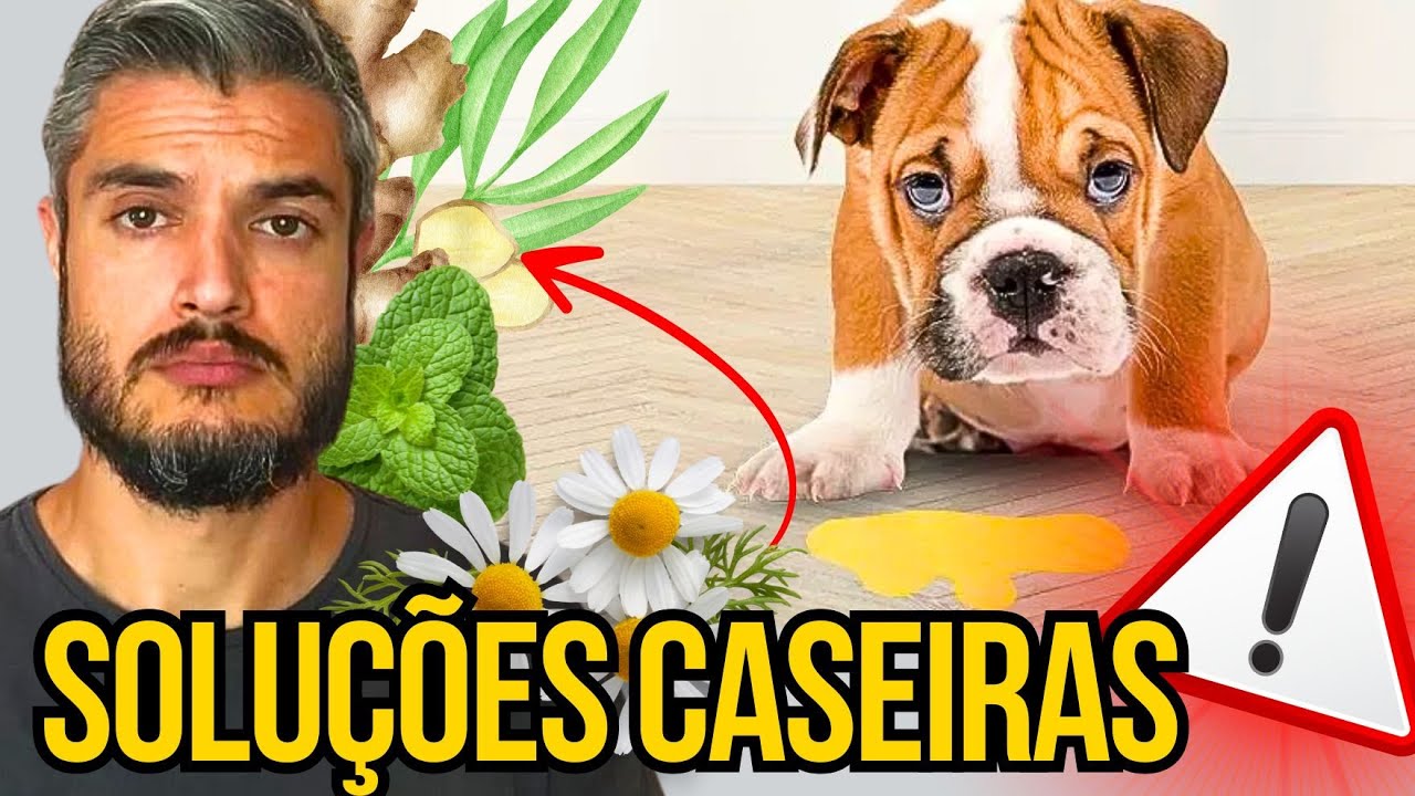 SAIBA QUE REMÉDIO DAR QUANDO CACHORRO VOMITAR EM CASA COMO ACABAR COM VÔMITOS DOS CÃES