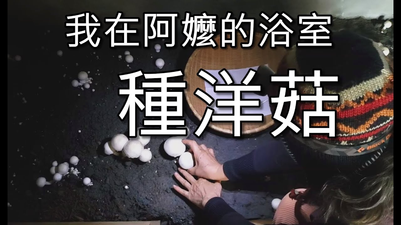 洋菇種植 堆肥培養 走菌 種植成長全紀錄