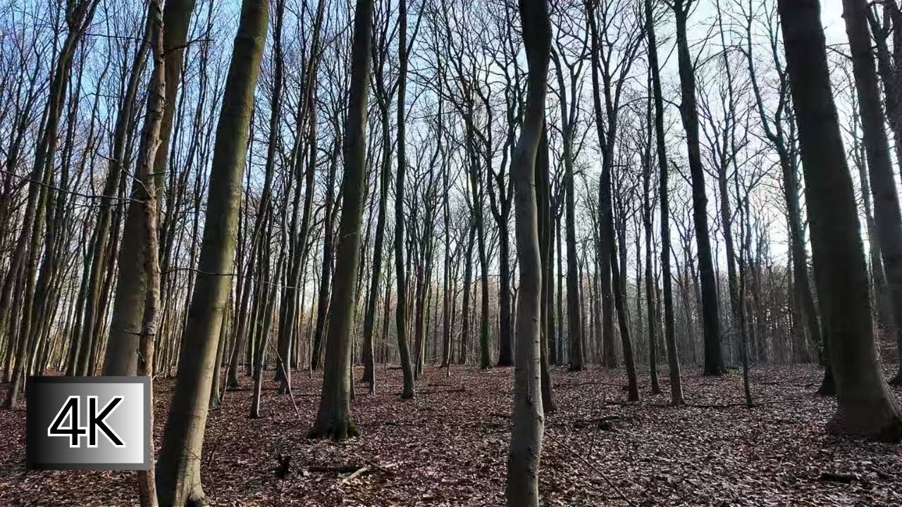 Silent Walk #10 – Bare Winter Forest Walk 4K | No Talking | Natural Sounds