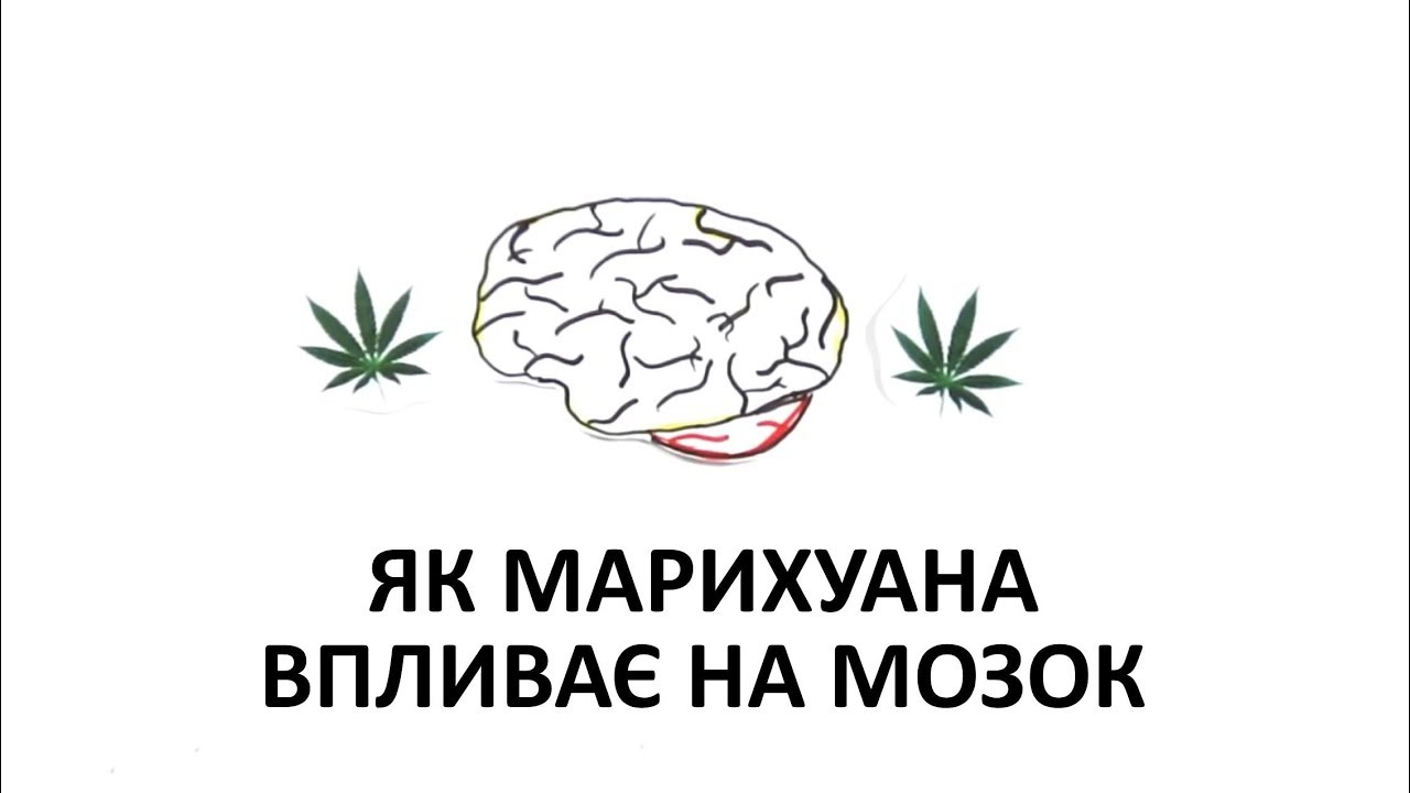 Як марихуана впливає на ваш мозок [AsapScience]