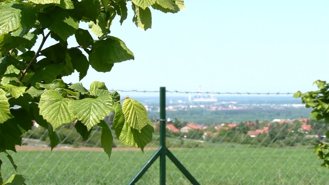 Zasad lešnika porodice Šehović