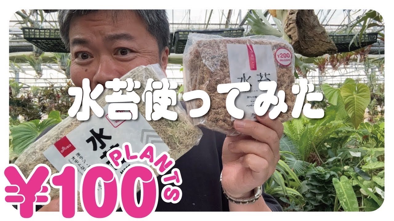 【作業動画】100均の水苔⁉️実際にどうなのか比べてみた