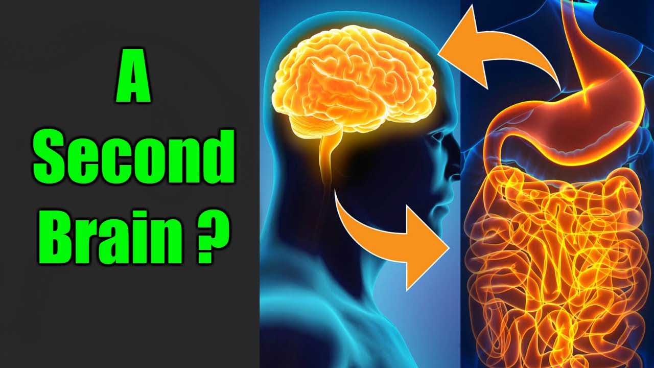 Gut Brain Connection  |  Does Your Gut Hold the Key to Better Brain Health?