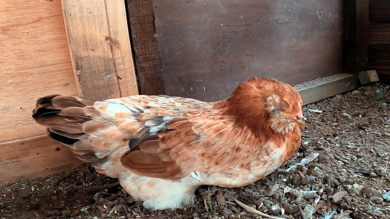 うちのメス鶏が病気になりました【ニワトリ飼育】58話目