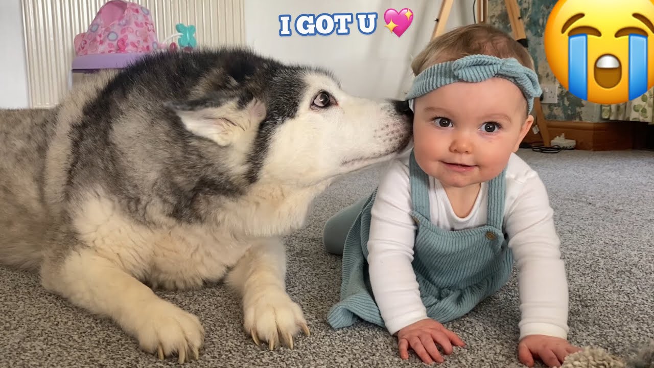 Husky Teaches Baby To Crawl For The First Time!😭. [CUTEST VIDEO EVER!!]