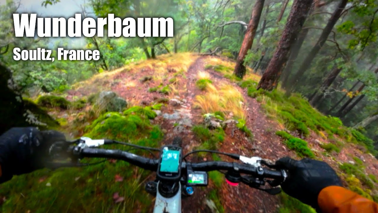 Wunderbaum - Soultz, France