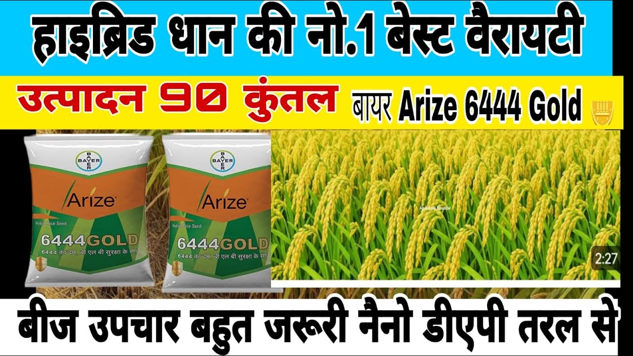 Bayer Arize 6444 Gold | Hybrid dhaan 6444 Gold variety | Best variety of rice.paddy cultivati