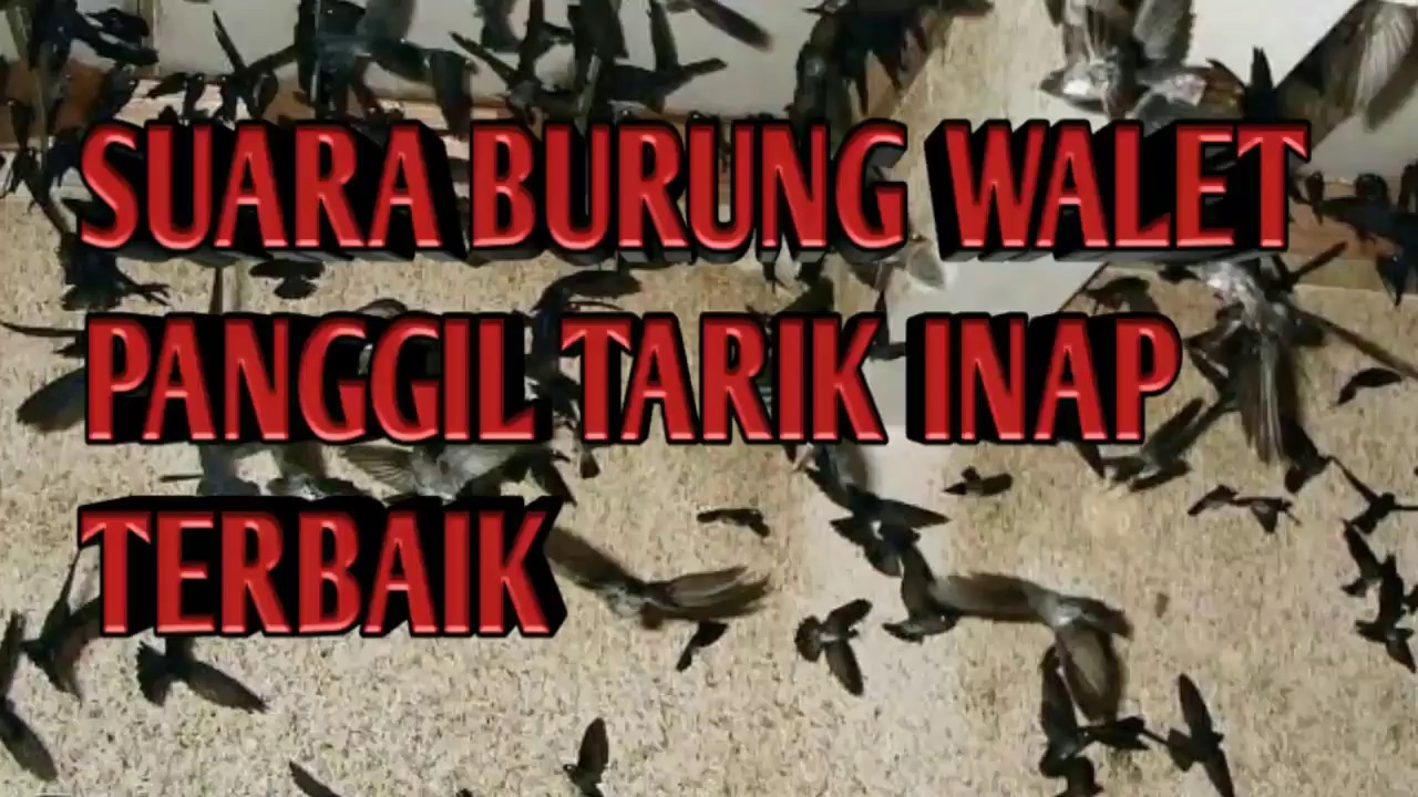 Suara Burung Walet Panggil Tarik Inap Terbaik