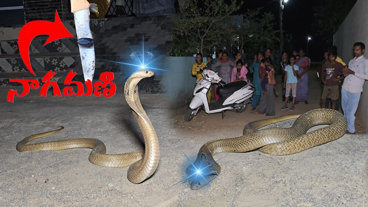 #Indian #sprectacled venomous cobra snake. పాములకి  నాగమణి ఉంటుందా?