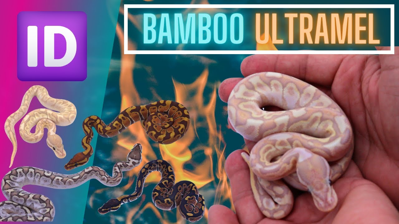 The Key To The Bamboo Ultramel Project!? // Identifying Ball Python Clutch 2