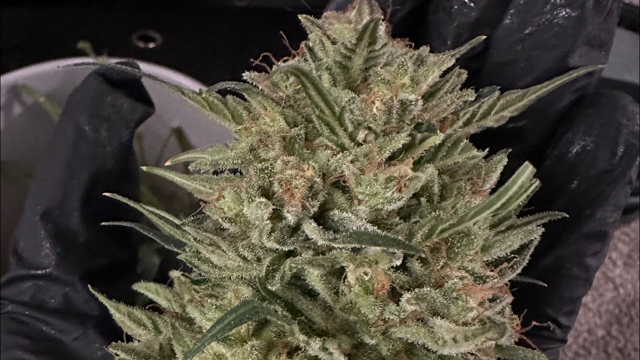 Vevor Bud Trimmer! The BEST Bud Trimmer?? Giant buds!