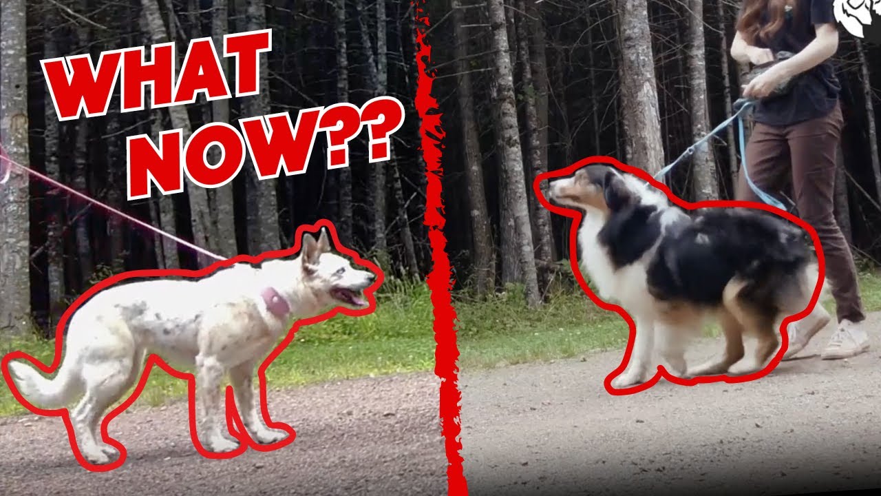FED UP With Dogs & Strangers Approaching? Bold Tactics for Saying "NO!" On Walks
