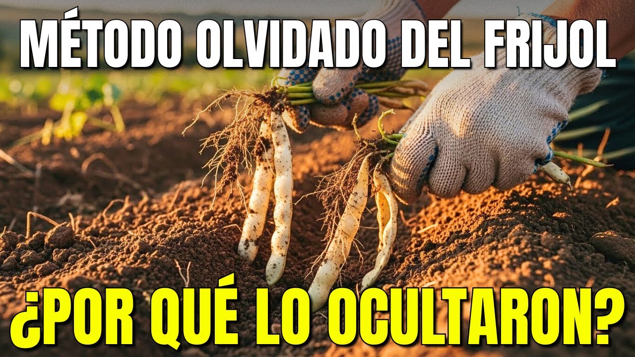 El Método Olvidado del Frijol Que Multiplica Tu Comida Sin Gasto Extra
