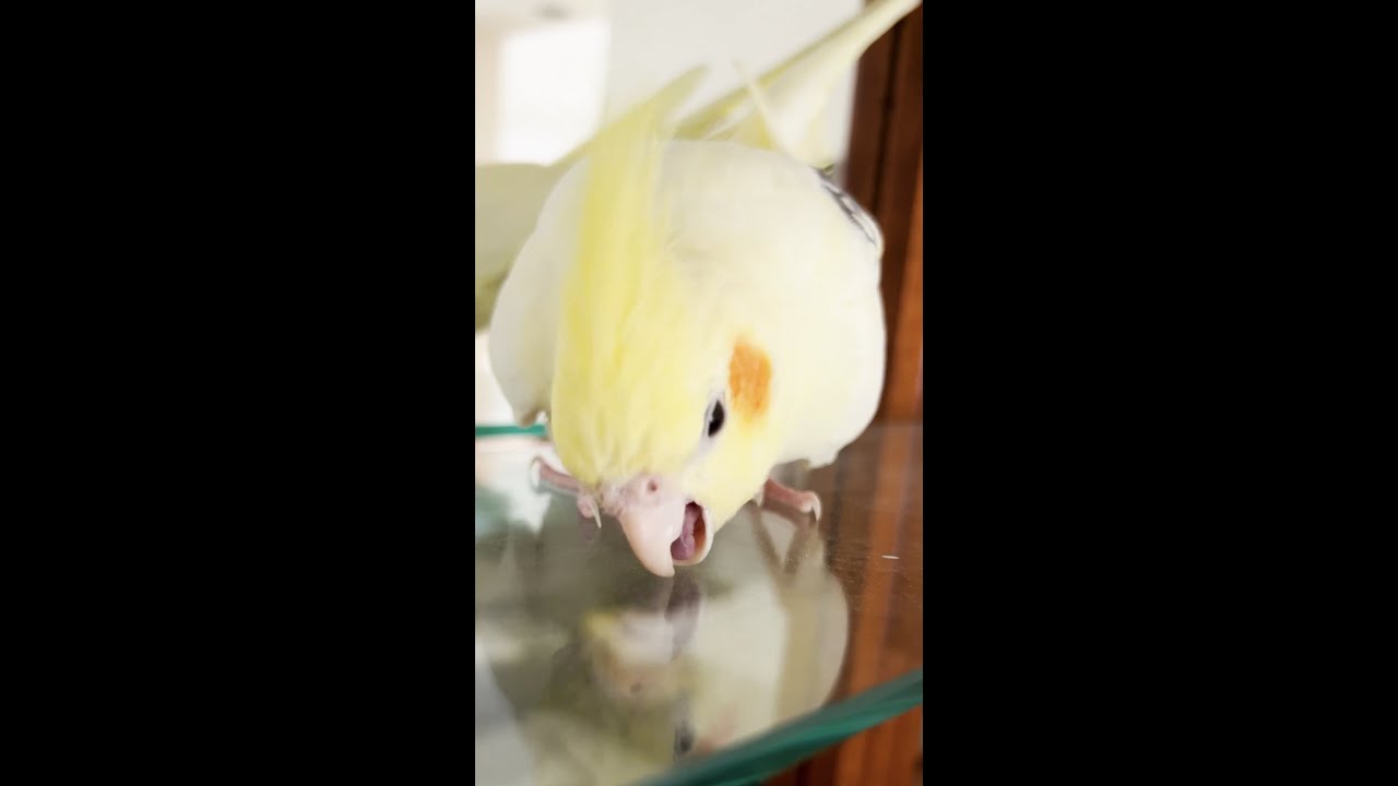 Birb attacking his reflection.