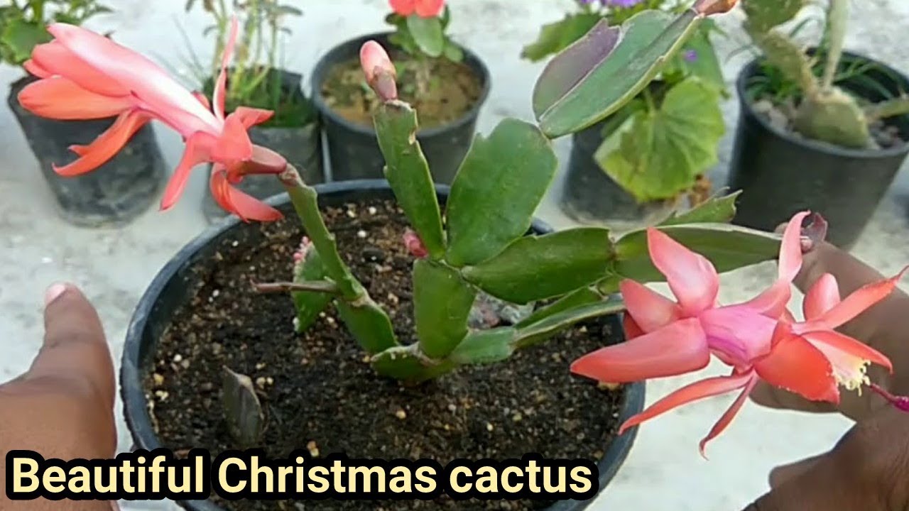 How To Care Christmas Cactus in Hindi