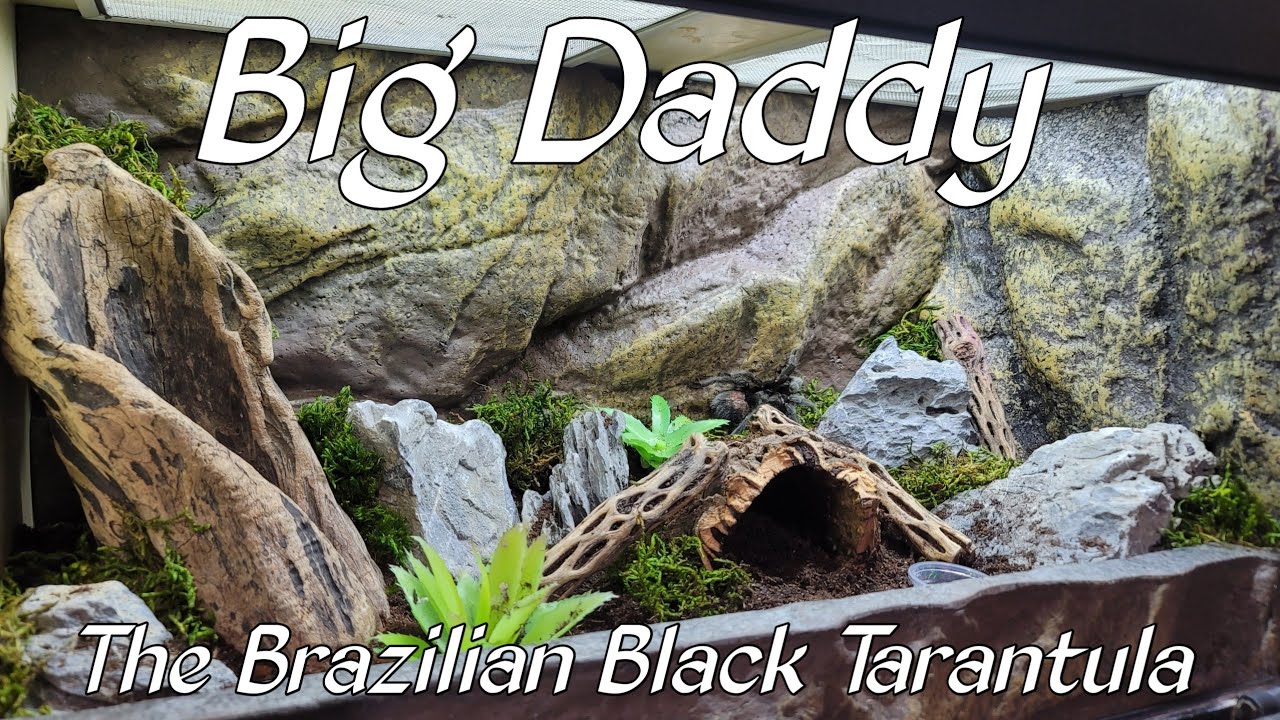 Brazilian Black Tarantula Setup