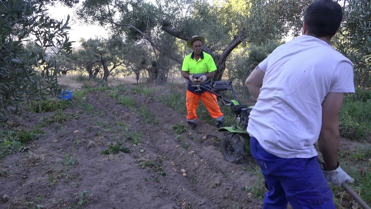 Sacando Patatas con la Burra Juliana