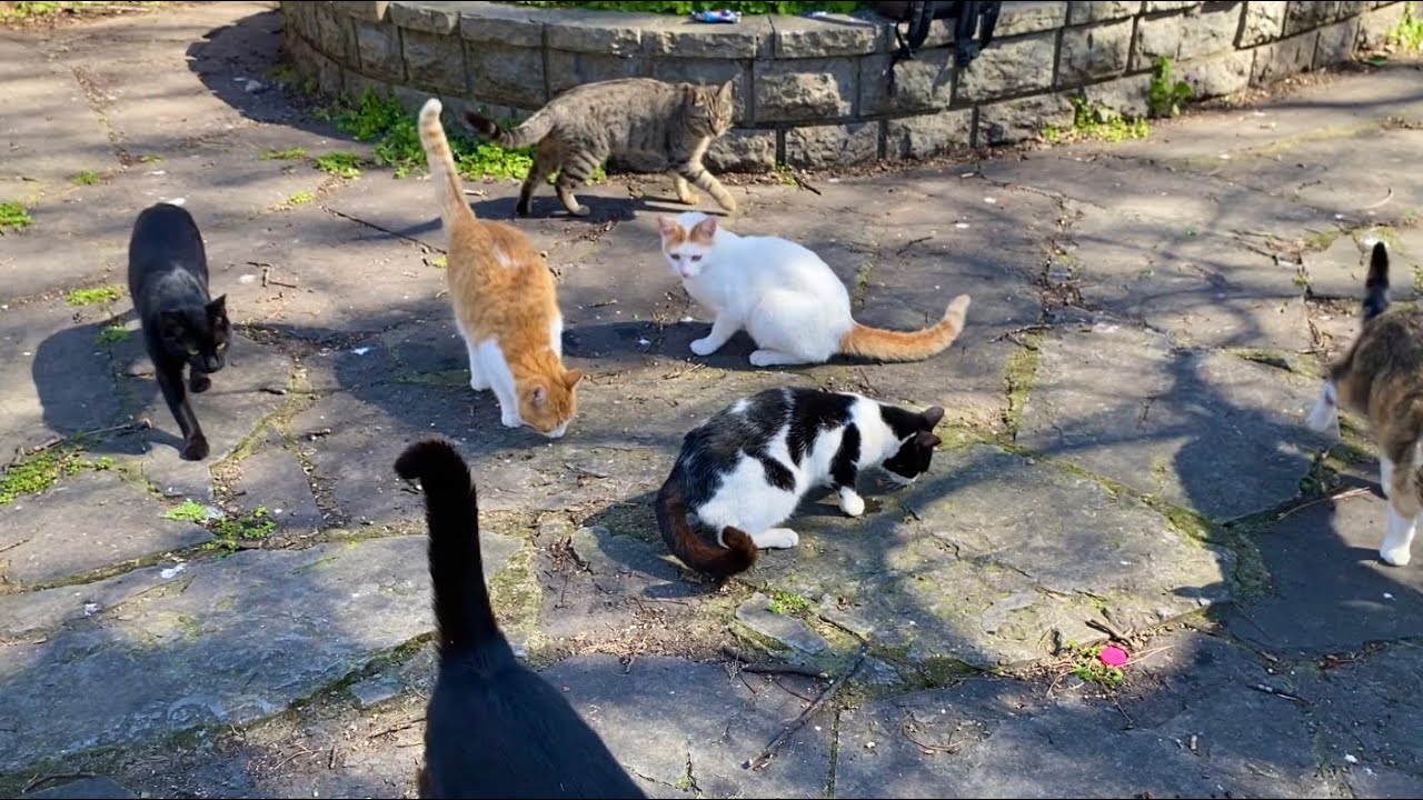 The cats living in the park were incredibly beautiful. They were very hungry.
