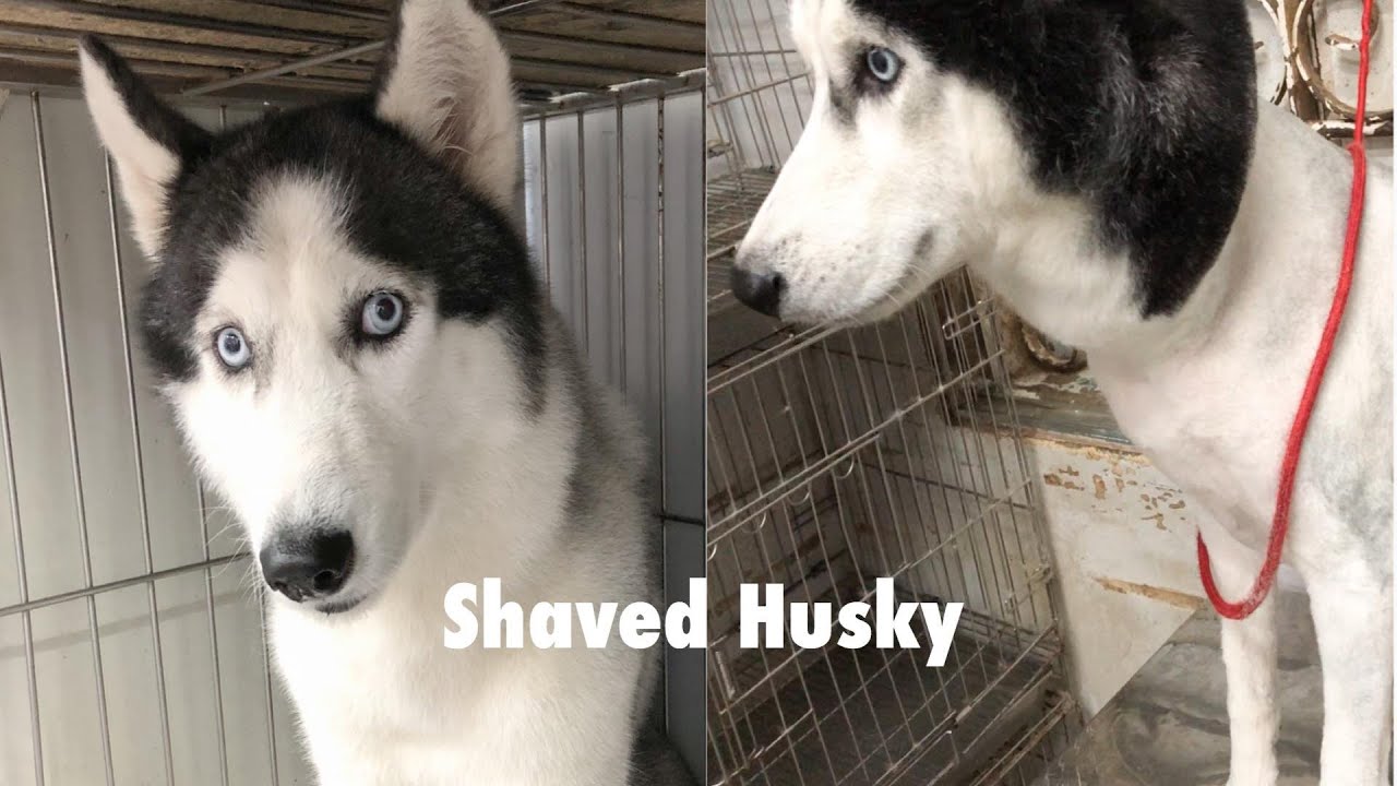 How to shaving Husky in summer?