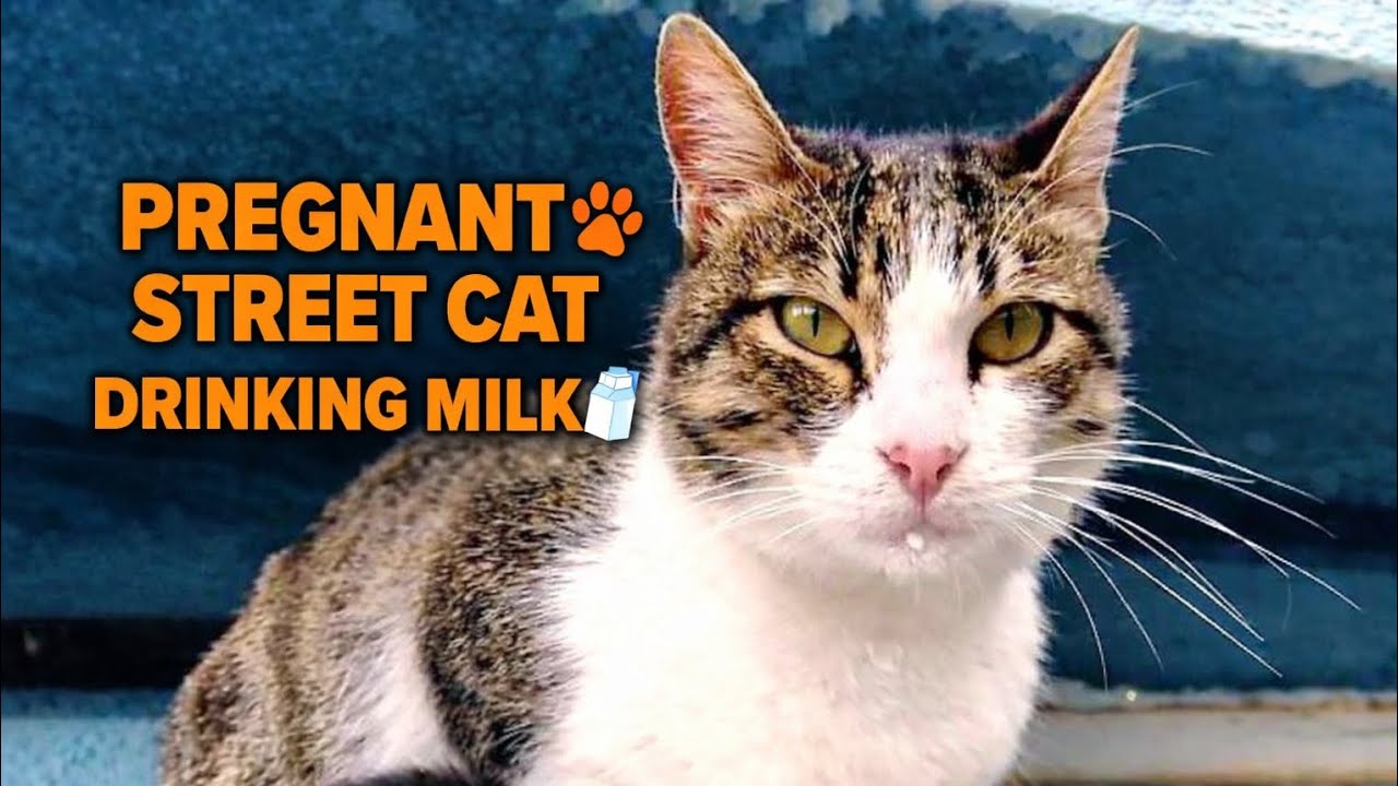 Pregnant Street Cat Drinks Milk & Cleans Her Tiny Whiskers 🐾🥛