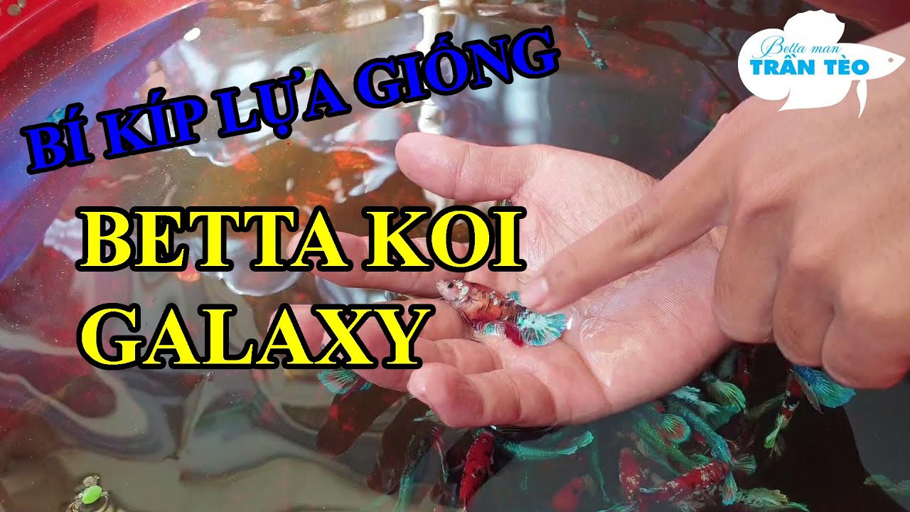 Ông chủ trại cá Betta CHIA SẺ CÁCH LỰA CÁ BETTA GIỐNG của các sư phụ Betta