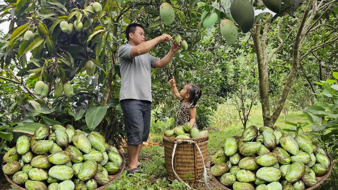 Harvesting green mango garden to bring to the market to sell-Cooking/Xuan Truong.