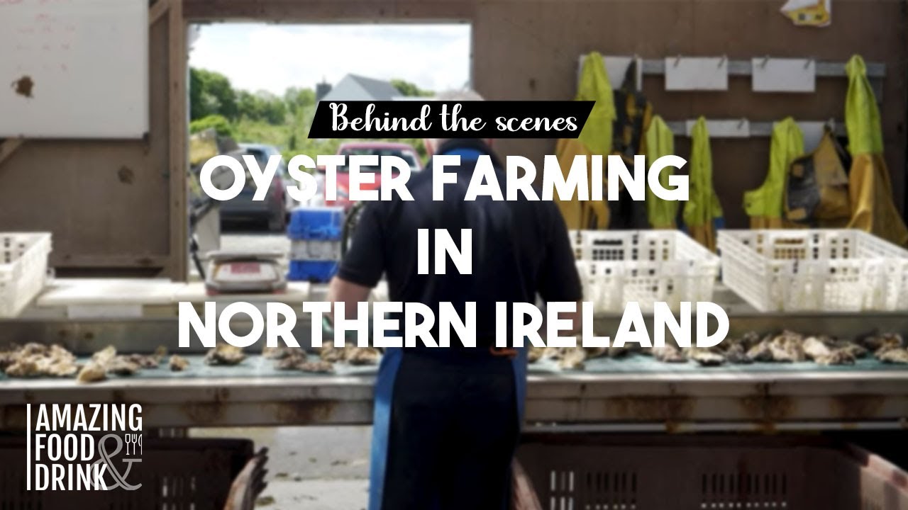 Oyster Farming, Oyster Shucking and How to Eat an Oyster with Carlingford Oysters - Northern Ireland