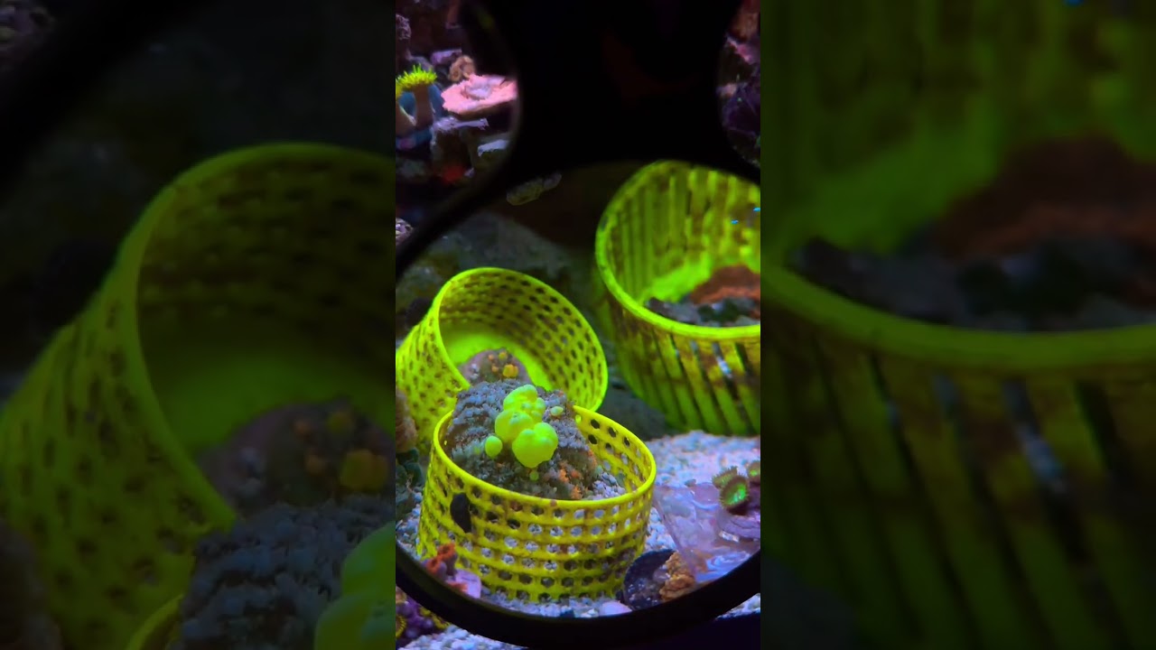 POPPING 🫧 #bounce #pop #bubble #coral #mushroom #3d #3dprinting #aquarium #fishing #shorts #short