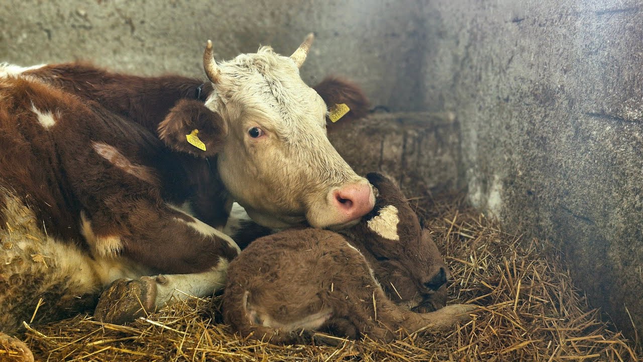 Один день в деревне | Работа в сарае и, в конце дня, роды у симментальской телки