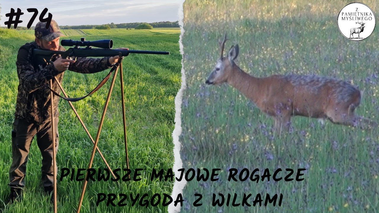 Z Pamiętnika Myśliwego #74 Pierwsze majowe rogacze + przygoda z wilkami. (Roebuck hunting 2024)