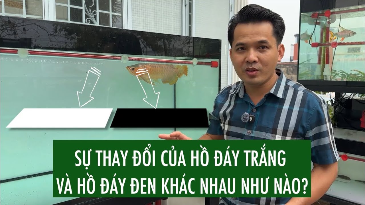 Tầm quan trọng của MÀU NỀN ĐÁY HỒ ảnh hưởng thế nào tới C.Á RỒNG, nền đáy là quan trọng nhất