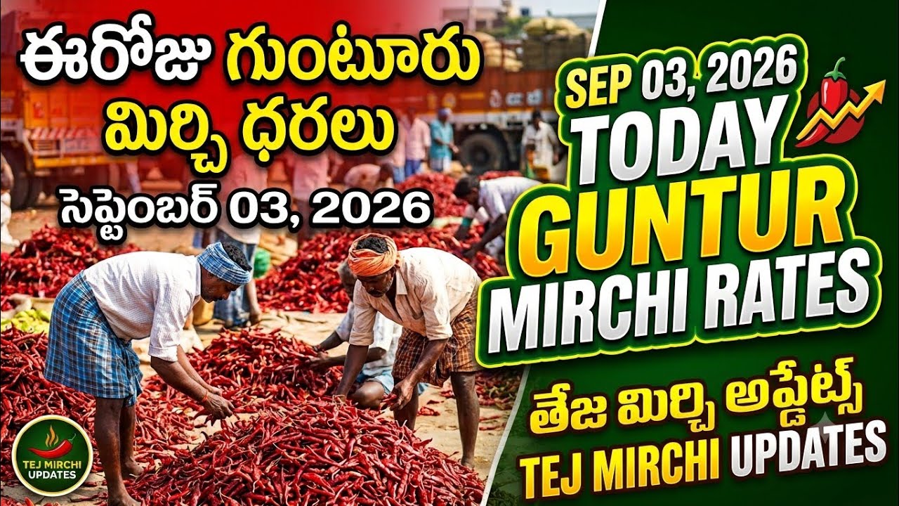 03-09-26 ఈరోజు గుంటూరు మిర్చి మార్కెట్ ధరలు TODAY GUNTUR MIRCHI PRICE #subscribe #chill #trending 