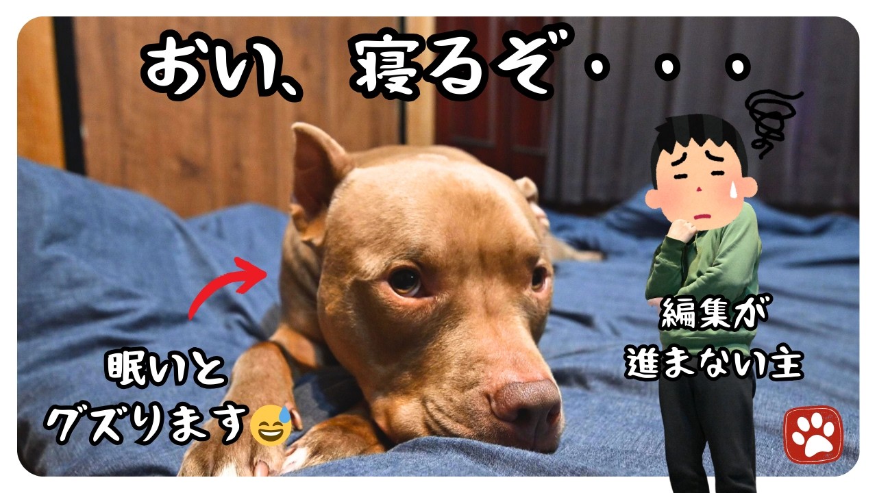 眠くなると子供みたいにぐずって甘えるピットブルが主の動画編集を邪魔する様子が可愛すぎました！