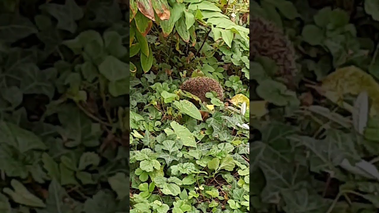 Igel im Garten (Teil 2)