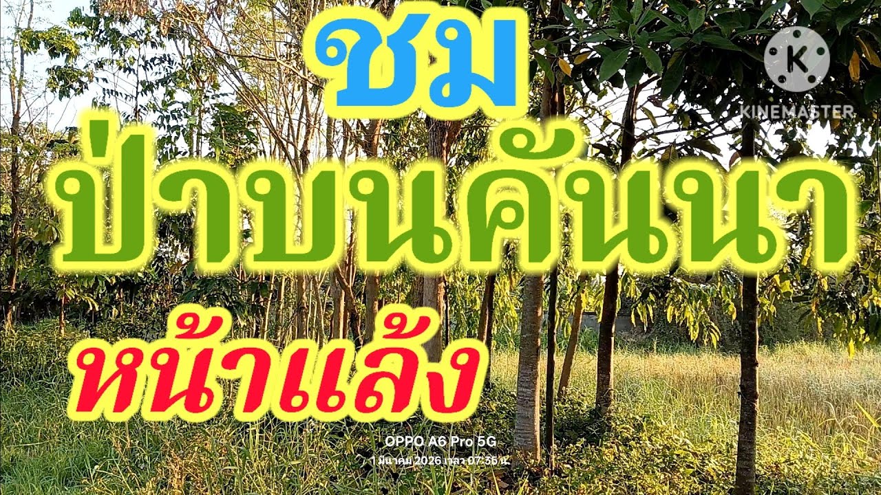 ชมป่าบนคันนา หน้าแล้งกันครับ