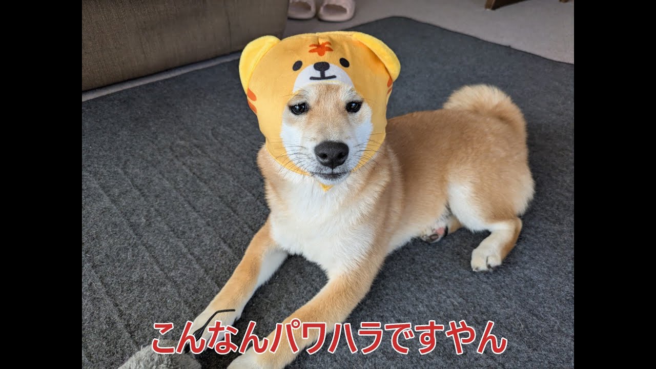 こんなんパワハラですやん