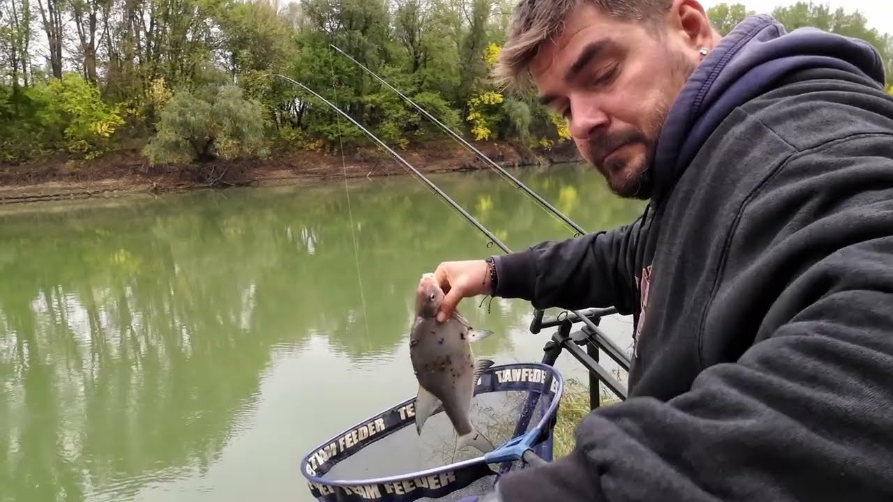 O partida la feeder pe Dunare cu pesti frumosi. #feederfishing #feeder #cumaluriledunariicurate