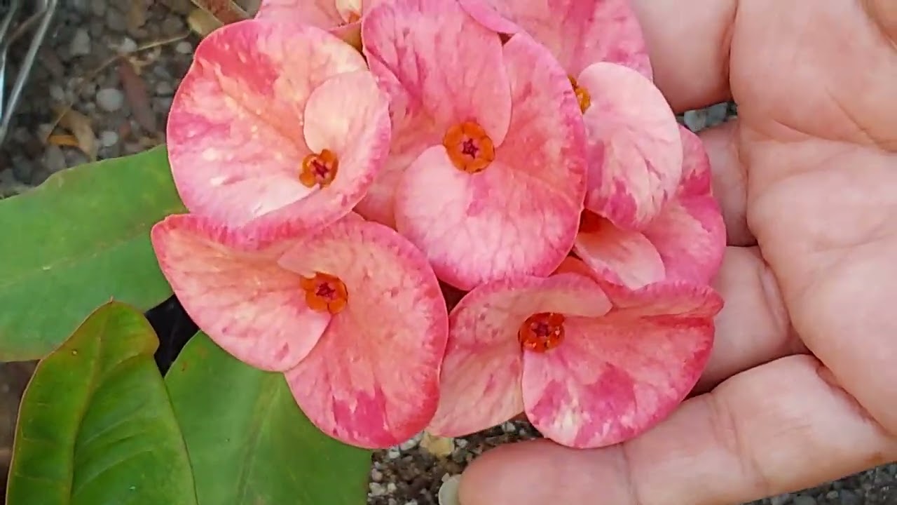 Los invito a recorrer mi jardin después de mi regreso