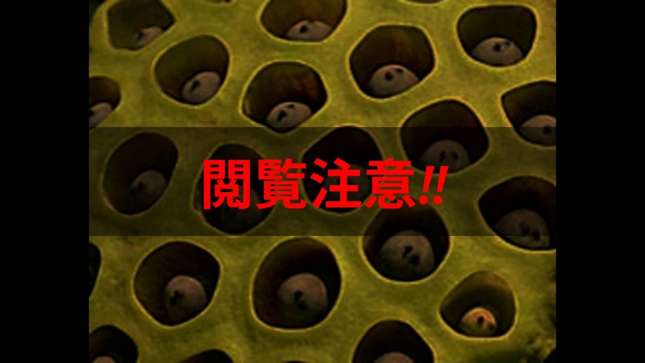 恐怖！ハスコラ！repetitive pattern phobia