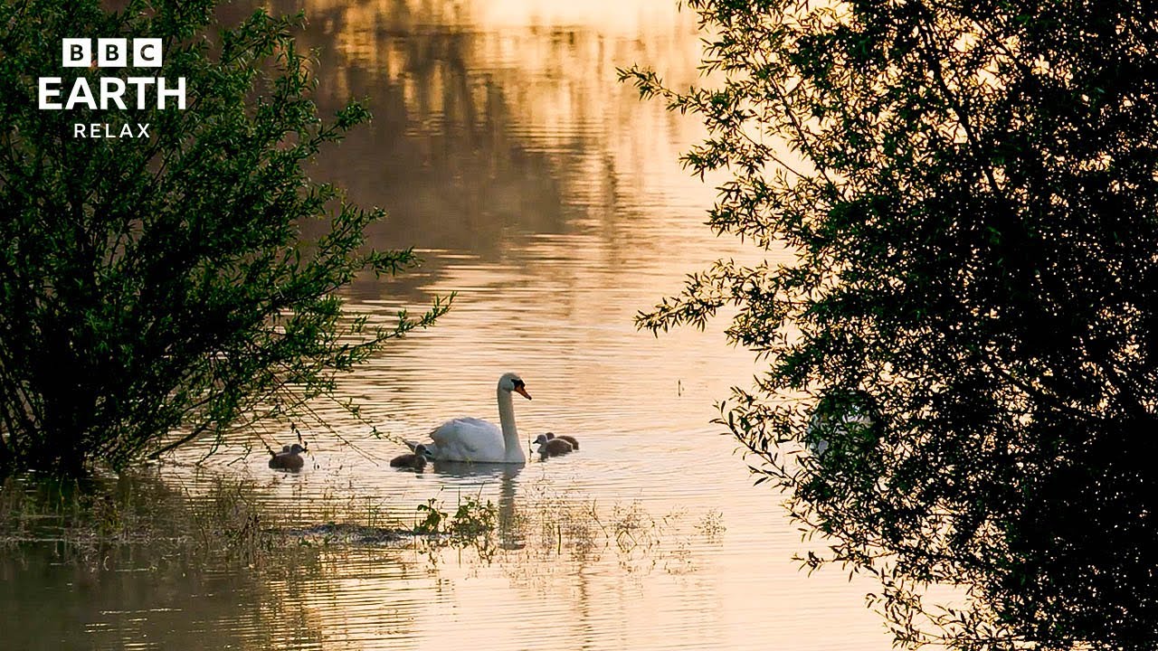 Earth’s Greatest Rivers | Peaceful Wildlife & Flowing Landscapes | BBC Earth Relax