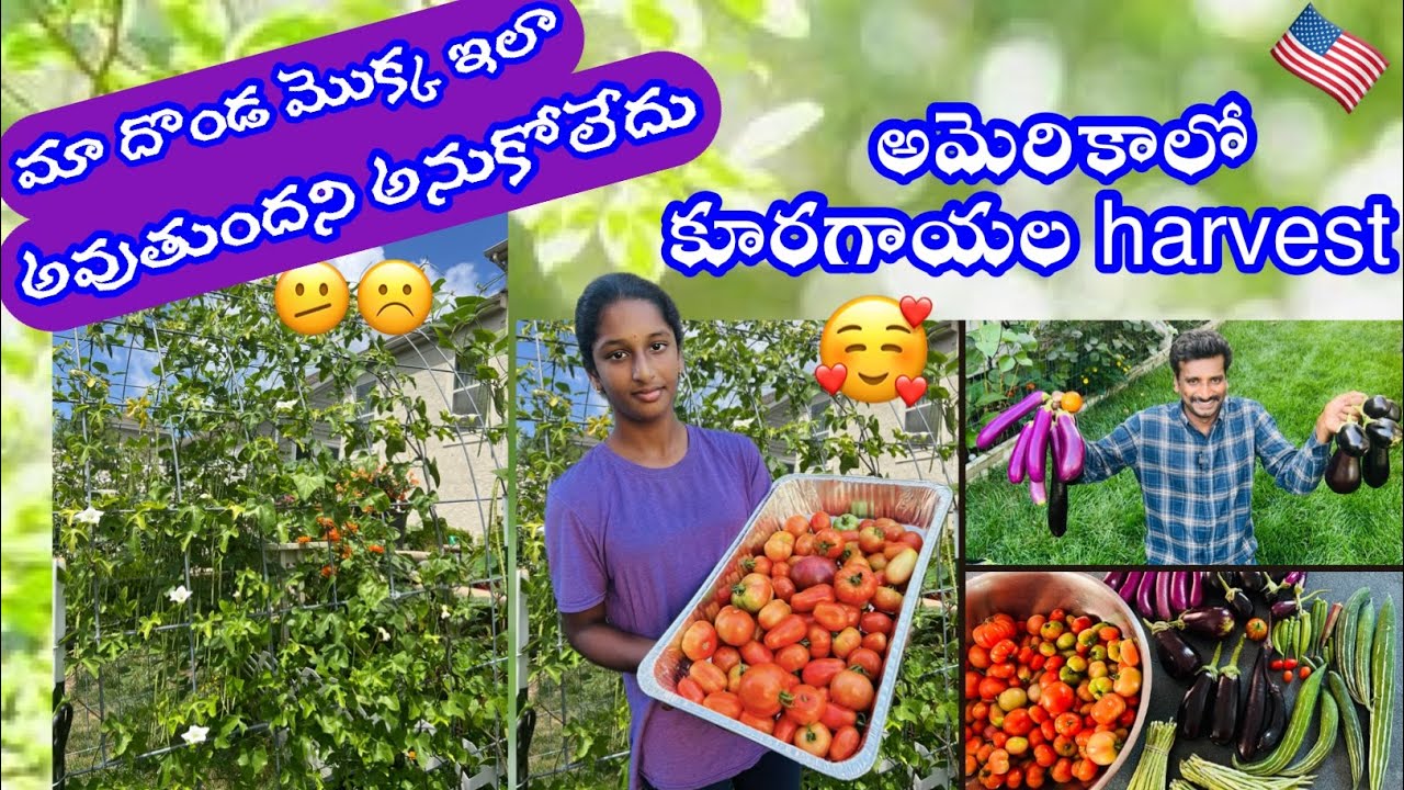 🇺🇸 అమెరికా | మా గార్డెన్ లో ఇవ్వాళ harvest లో 10 రకాల వంకాయలు వచ్చాయి చూడండి 🥰🏡🍆🍅🫛 #gardening #ohio