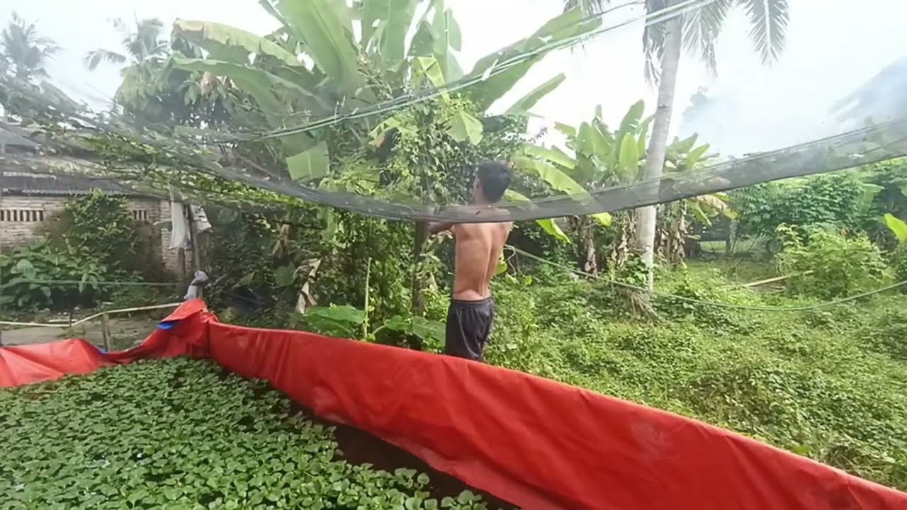 Aktivitas para bujangan di desa pada siang hari saat hujan deras.