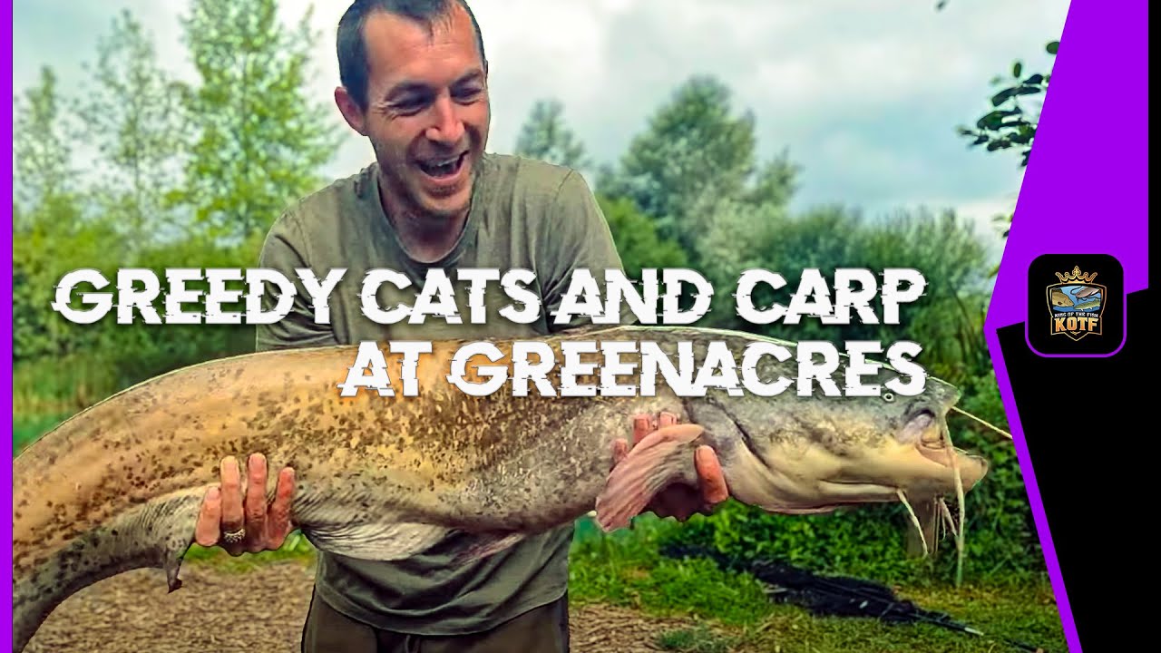 GREEDY CATS AND CARP AT GREENACRES || GREENACRES FARM FISHERY, KENT