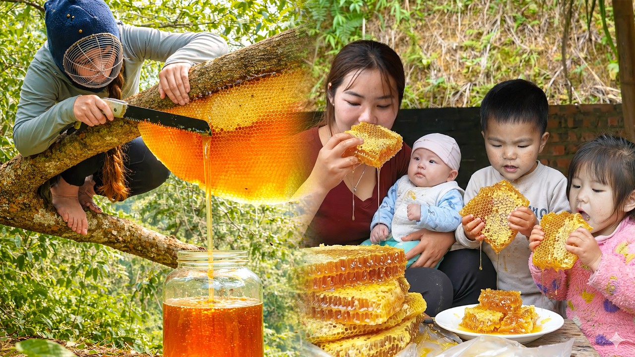 Harvesting 500kg+ giant wild honeycomb for sale &ndash; Cooking grilled bee larvae for Nhi & Khoi