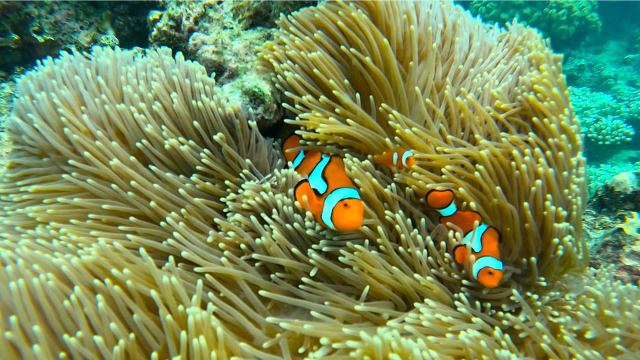 WAVE LENGTH PORT DOUGLAS- EXPLORING OPAL REEF!