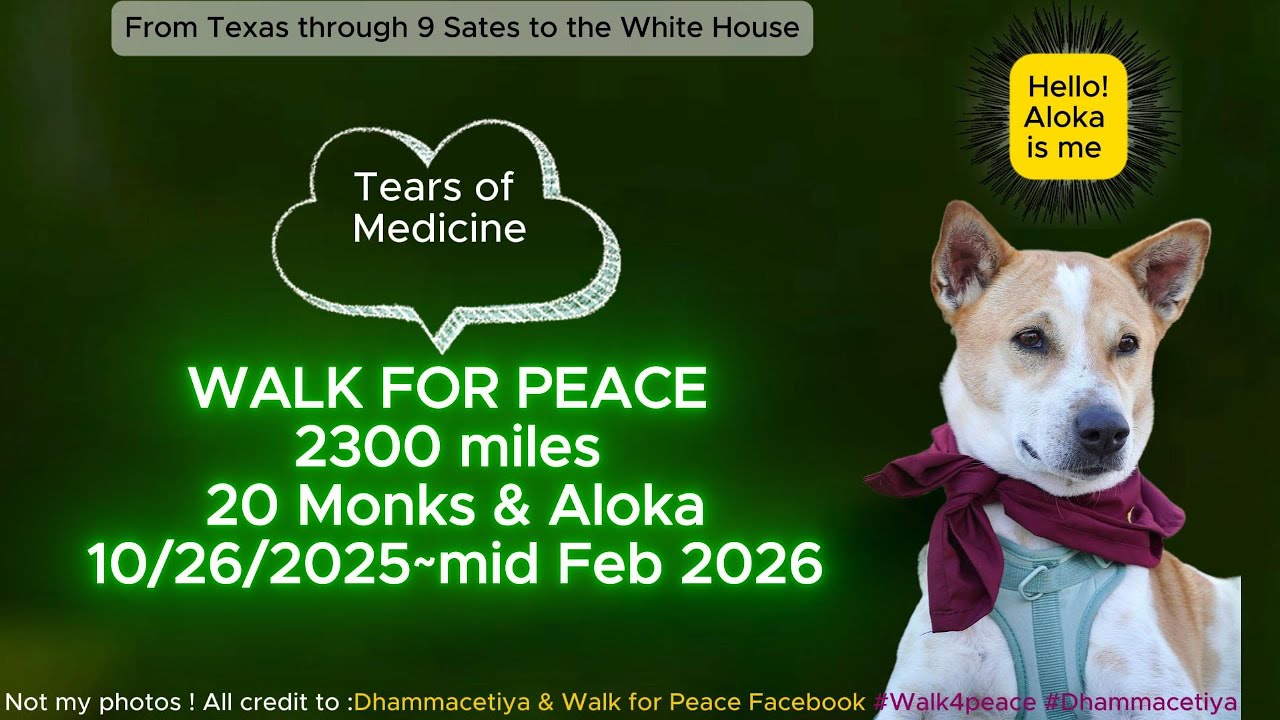 Tears of Medicine | 20 monks & Aloka Walk For Peace 2300 miles 