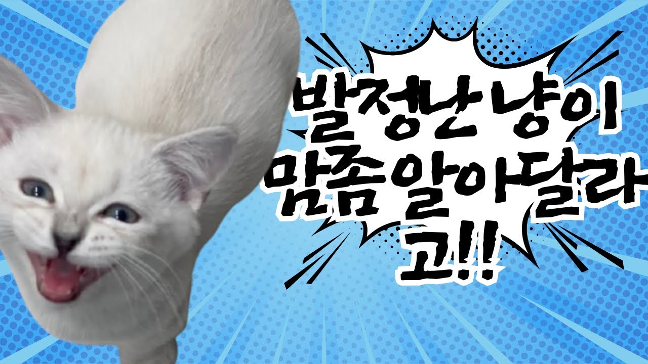 고양이발정 콩이가 발정났어요!! 근데 외롭다고??!ㅠ #고양이발정#cat#냥춘기#귀여운고양이#