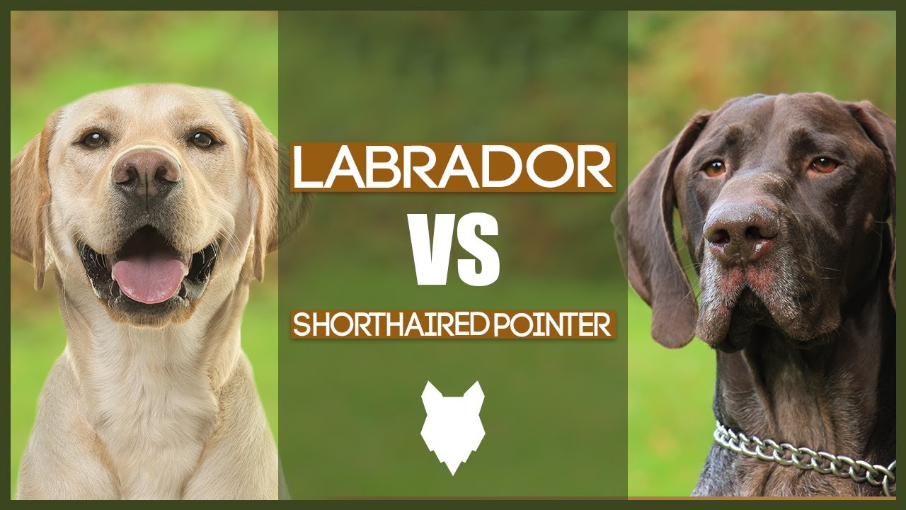LABRADOR VS GERMAN SHORTHAIRED POINTER