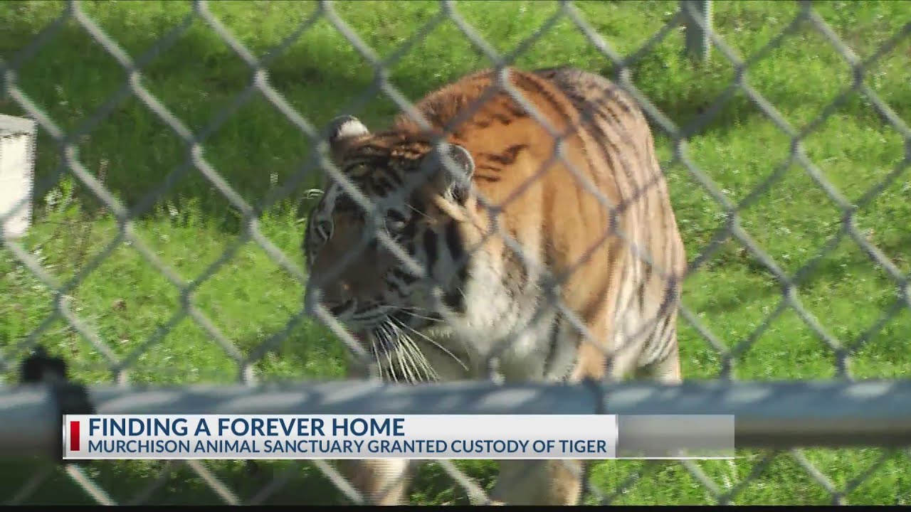 East Texas animal sanctuary granted full custody of tiger found in abandoned home