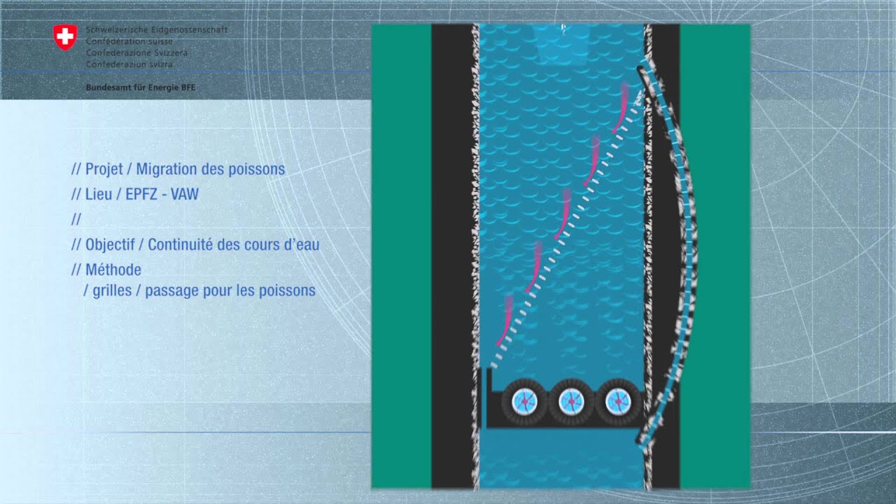 Comment les poissons contournent les turbines